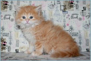 Male Siberian Kitten from Deedlebug Siberians